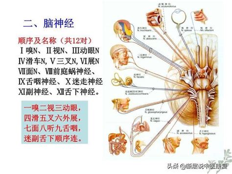 12腦神經口訣